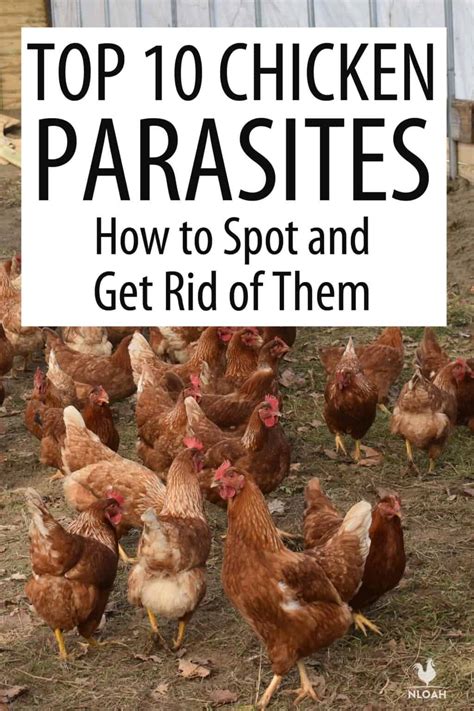 10 Chicken Parasites How To Spot And Get Rid Of Them • New Life On A
