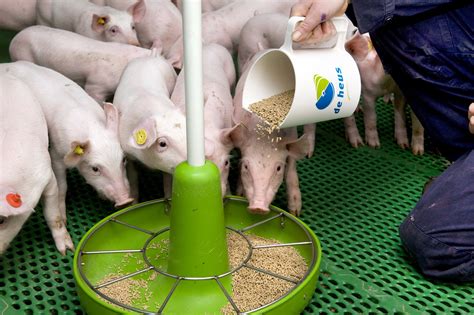 Weaning All Piglets As Healthy As Possible