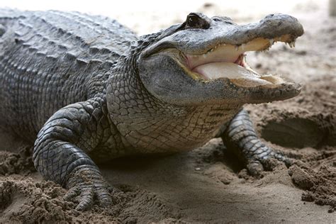 Massive 12 Foot 500 Pound Alligator Captured Alive In Florida