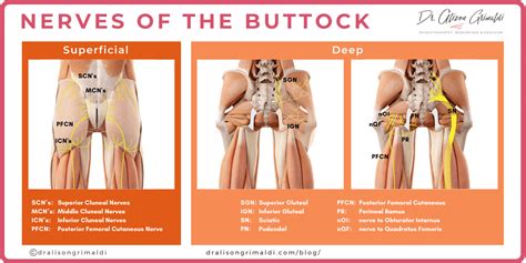 Nerves In Buttocks Diagram Photos