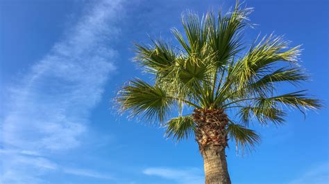 Palm Tree And Blue Sky Free Stock Photo Public Domain Pictures