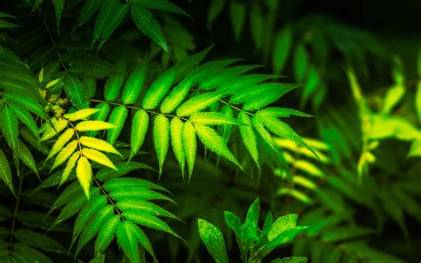 Fern Green Leaves Hd Wallpaper Nature And Landscape Wallpaper Better