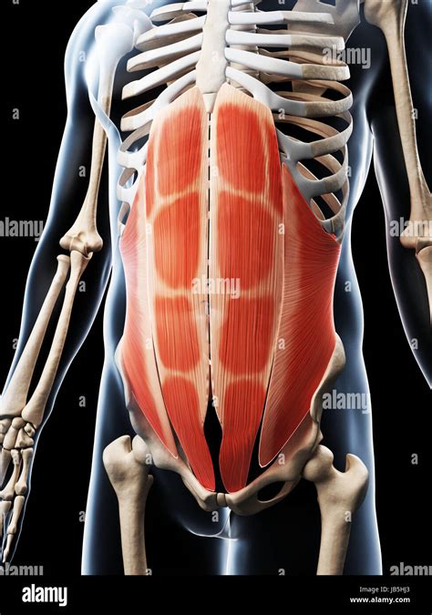 3d Rendered Illustration Of The Abdominal Muscles Stock Photo Alamy