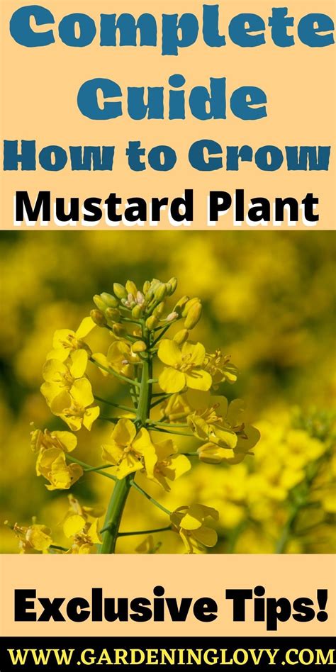 Mustard Seed Plant Fully Grown