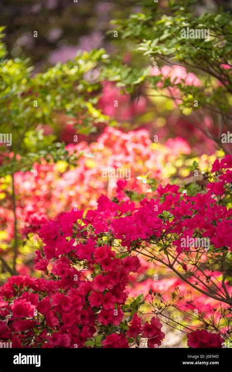 Beautiful Azaleas In Colorful Blossom During The Azalea Festival In