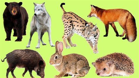 Learn Names And Sound Forest Animals For Kids In Englis