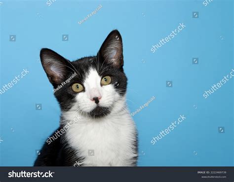 Close Portrait Black White Tabby Kitten Stock Photo 2222469739