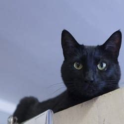 Best Cat Boarding Near Me - September 2018: Find Nearby ...