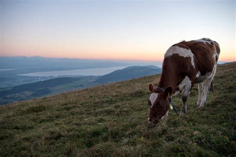 Swiss Dairy Farmers Must Adapt To Climate Change Swi Swissinfoch