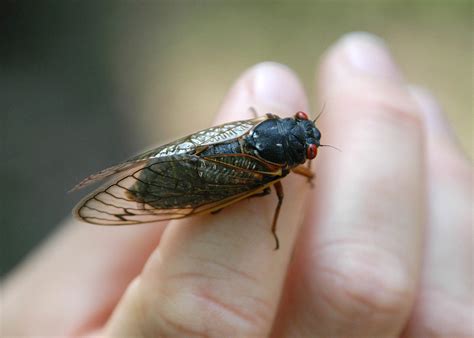 6 Interesting But Unsettling Facts About Cicadas Coming To Il