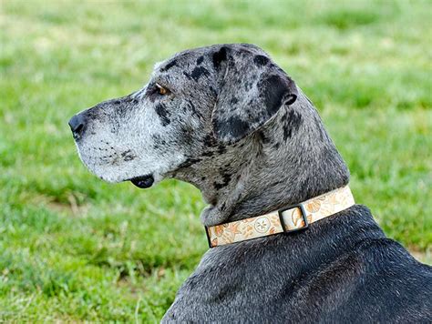 Black Spots On Dog Skin Itchy Images For Life