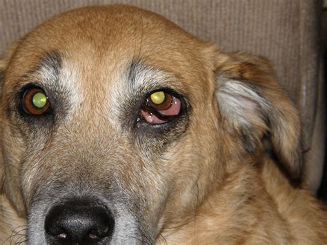 However, a glaucoma red eye usually occurs with a conspicuous swelling of the eye because of the extra pressure placed on the eye. My dog's eye is swollen and red for several days already. What can it be?