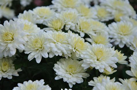 White Chrysanthemum Chrysanthemums Often Called Mums Or C Flickr