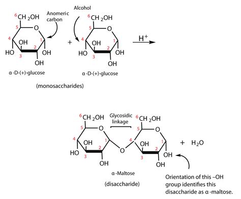 Structure Of Monosaccharides Disaccharides And Polysaccharides