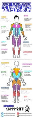 Best Exercises To Target Each Muscle Group Infographic Exercise