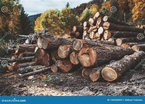 Pile Of Wood Logs In A Forest Stock Image Image Of Industry Beam