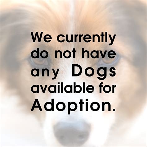 Interested in this adoptable pet? Enquire here! OR Looking for Adoption