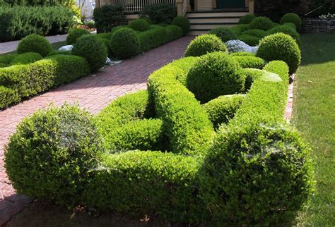 Boxwood The Aristocrat Of Northern Virginia Landscaping Plants