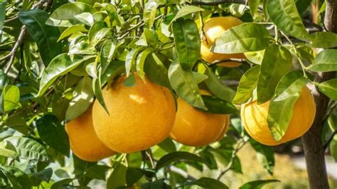 How To Grow A Grapefruit Tree The Complete Guide Minneopa Orchards