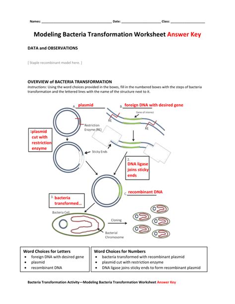 Play the waltz of the show nova's cracking the code of life video and have students answer the questions on this try the extracting dna from strawberries lab with student worksheet and instructions (pdf) for lab. 33 Dna Technology Worksheet Answer Key - Free Worksheet Spreadsheet