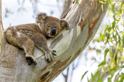 How Long Do Koalas Sleep Animal Uk