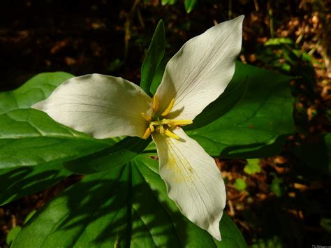 White Trillium Flower