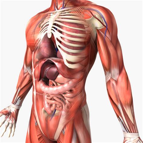 Acquire The Anatomy Of The Body Free Images