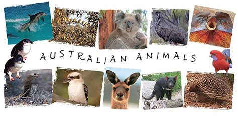 Australian Animals Postcard Australiana Souvenirs