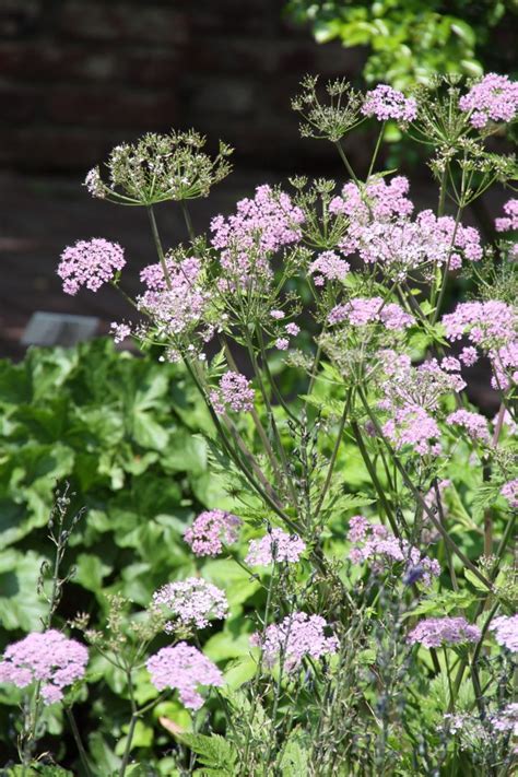 What kind of bees do chaerophyllum roseum attract? Chaerophyllum hirsutum 'Roseum' - / | De Tuinen van Appeltern