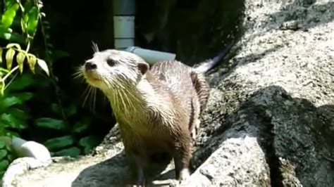 Dancing Otters Music Video Youtube