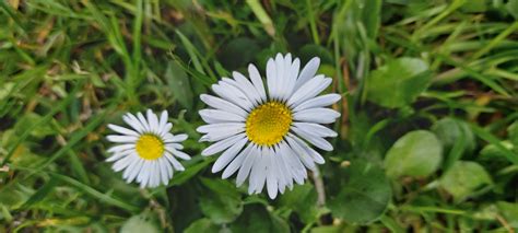 Free Images Flower Green Flowering Plant Oxeye Daisy Heath Aster