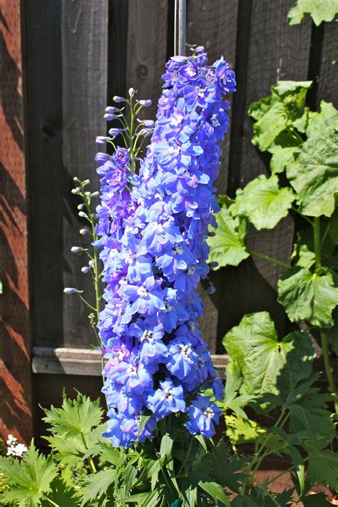 Tall Blue Delphinium Blue Delphinium Blue Flowers Delphinium