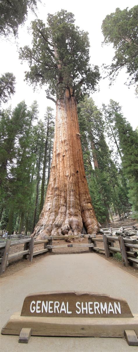 10 oldest trees in california
