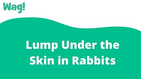 Lump Under The Skin In Rabbits Wag Youtube