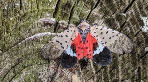 Spotted lanternfly tree traps can be effective, but need ...