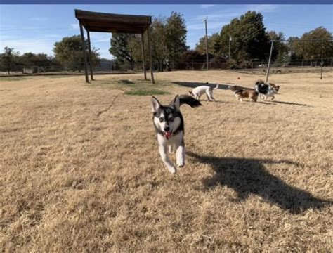 Find the best dogs for sale in islamabad. Pomsky puppy dog for sale in Oklahoma City, Oklahoma