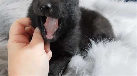 Black Wolf Dog Puppy Youtube