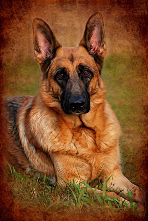 German Shepherd Dog Portrait Photograph By Angie Tirado Fine Art America