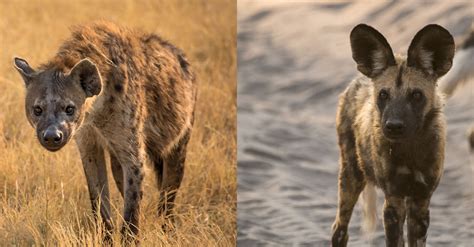 Are Wild Dogs Related To Hyenas