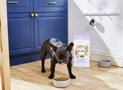 Maybe you would like to learn more about one of these? Why Won't My Dog Eat His Food? | Pet diet, Dog eating, Dog ...