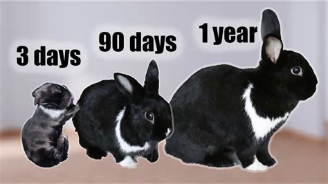 The Life Cycle Of A Rabbit From Birth To Old Age Competsport
