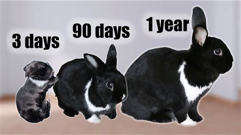 Average Lifespan Of A Bunny