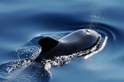 How Long Can Whales Hold Their Breath Wildlife Informer