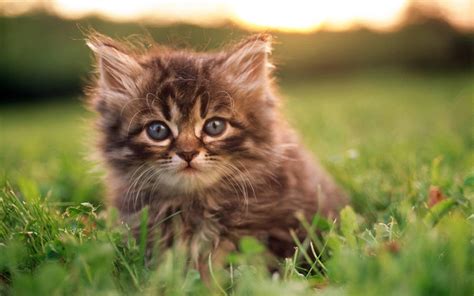 Gorgeous kitten pics and stories from keeping kittens community of cat lovers. Baby Kitten Wallpapers - Wallpaper Cave