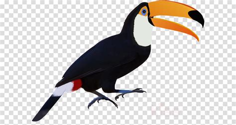 Bird Toucan Beak Hornbill Piciformes Clipart Bird Toucan Beak