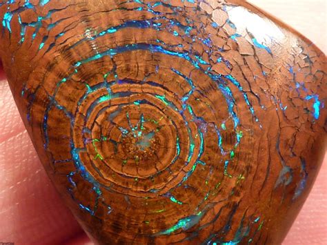 Opalized Wood Boulder Opal Fossil Incredibly Rare Bright