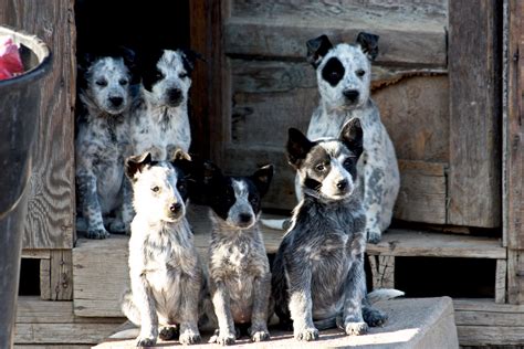 Border collie puppies and dogs in colorado. Border Collie x Heeler Puppies