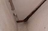 Images of Sawdust Termites