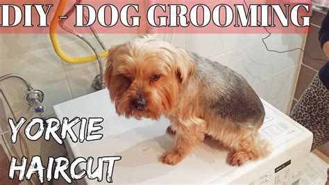 Diy How To Groom A Yorkshire Terrier Yorkie Puppy Dog Haircut At