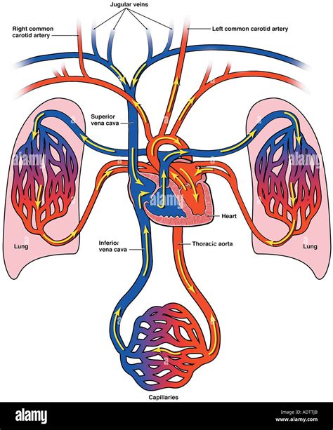 Diagram Of Bloodflow To The Heart Lungs And Body Stock Photo Alamy